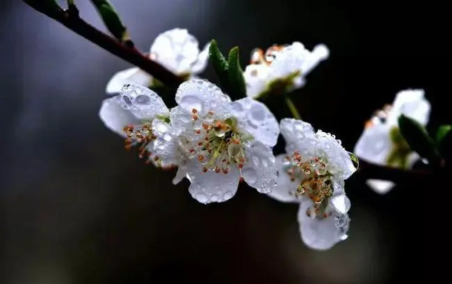 潮州音乐《雨溅梨花》_古筝十大好听名曲