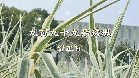 古筝曲《九百九十九朵玫瑰》简谱伴奏及示范演奏视频