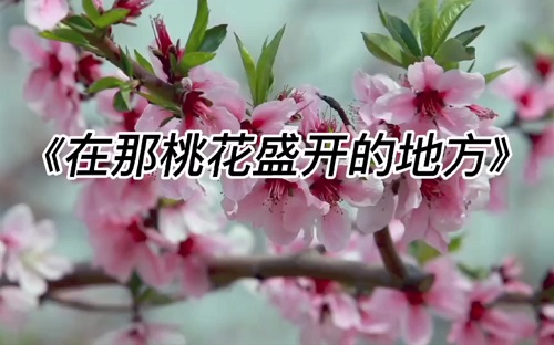 古筝曲《在那桃花盛开的地方》简谱伴奏及示范演奏视频